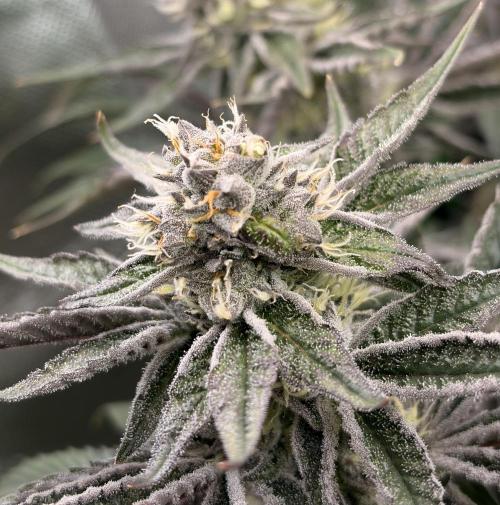 Barney's Farm - Rainbow Sherbet door TheCalyxLaboratory