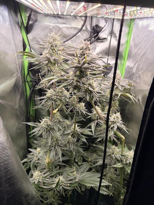 Rainbow Sherbet max out mini tent. Week 6