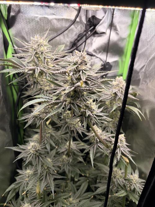 Rainbow Sherbet max out mini tent. Week 6