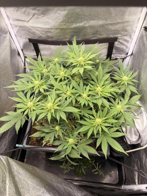 Lemon Haze Living Soil BioTabs. Week 3