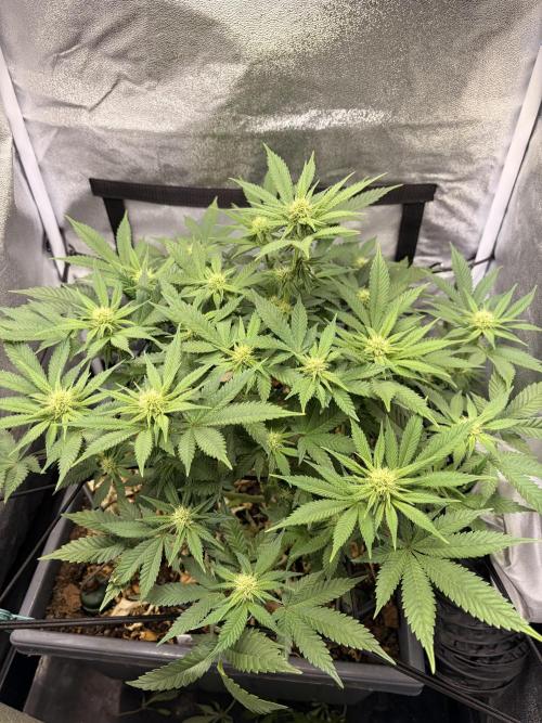 Lemon Haze Living Soil BioTabs. Week 3