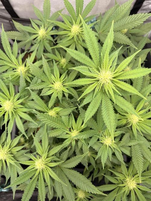 Lemon Haze Living Soil BioTabs. Week 3