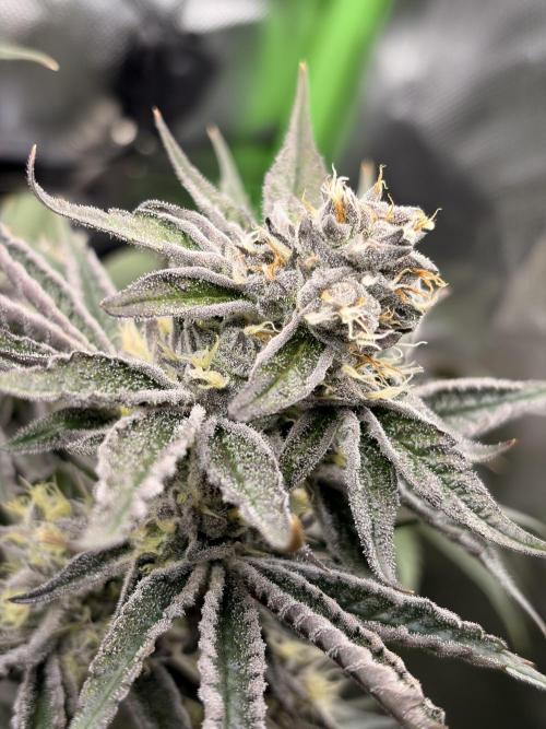 Rainbow Sherbet max out mini tent. Week 7
