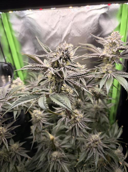Rainbow Sherbet max out mini tent. Week 7