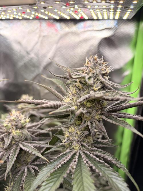 Rainbow Sherbet max out mini tent. Week 7