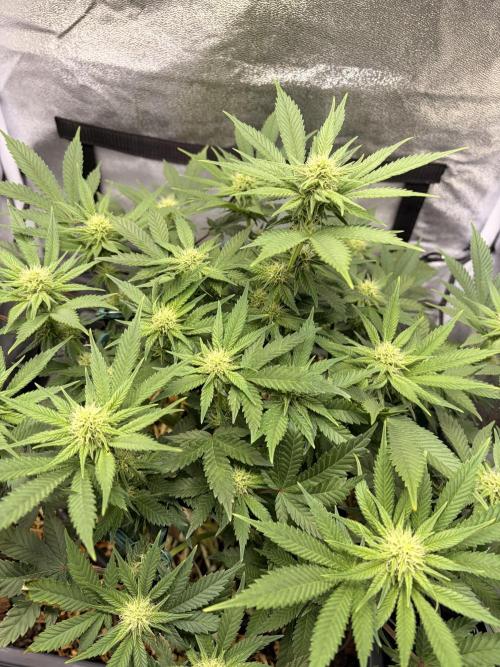 Lemon Haze Living Soil BioTabs. Week 4