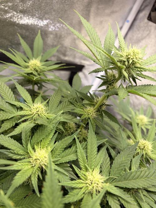 Lemon Haze Living Soil BioTabs. Week 4