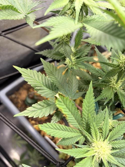 Lemon Haze Living Soil BioTabs. Week 4