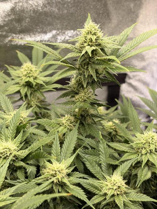 Lemon Haze Living Soil BioTabs. Week 5