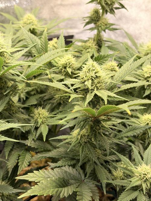 Lemon Haze Living Soil BioTabs. Week 5