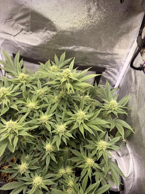 Lemon Haze Living Soil BioTabs. Week 5