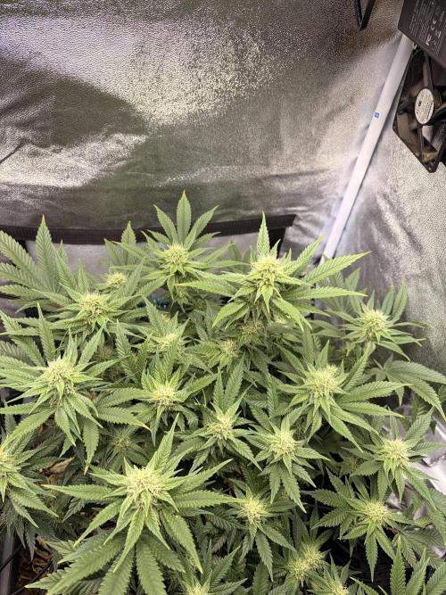 Lemon Haze Living Soil BioTabs. Week 5