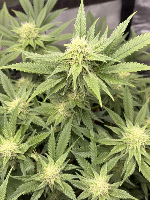 Lemon Haze Living Soil BioTabs. Week 5