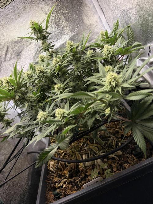 Lemon Haze Living Soil BioTabs. Week 5