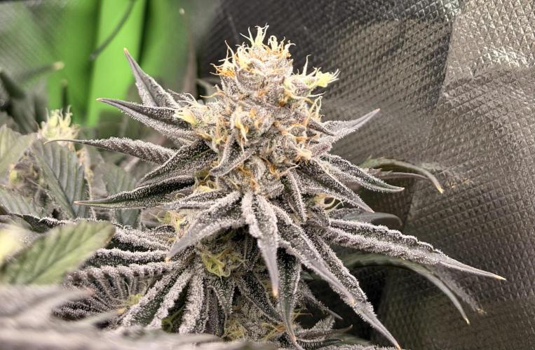 Rainbow Sherbet max out mini tent. Week 8