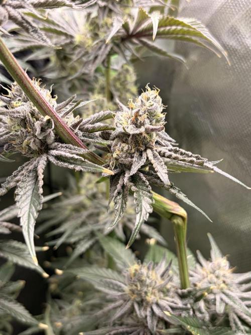 Rainbow Sherbet max out mini tent. Week 8