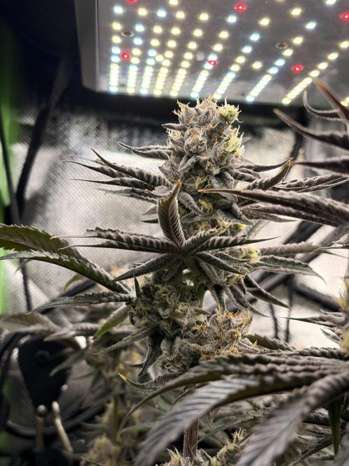 Rainbow Sherbet max out mini tent. Week 8