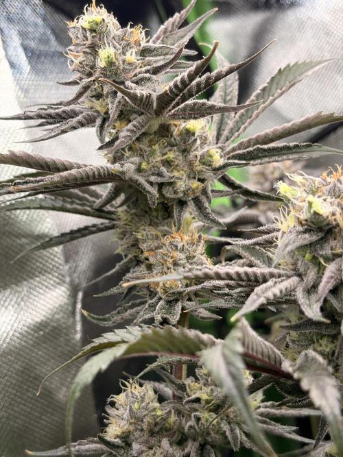 Rainbow Sherbet max out mini tent. Week 8