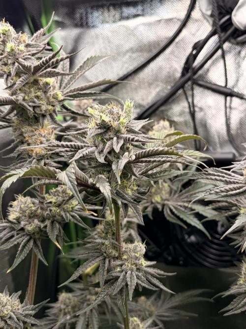 Rainbow Sherbet max out mini tent. Week 8