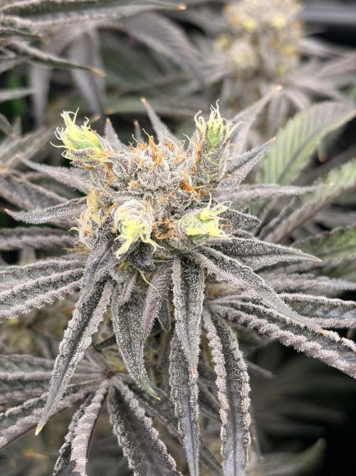 Rainbow Sherbet max out mini tent. Week 9