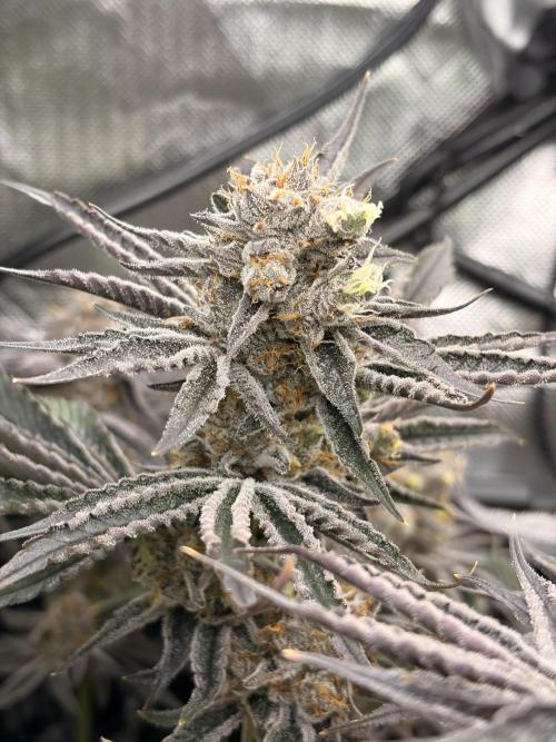 Rainbow Sherbet max out mini tent. Week 9