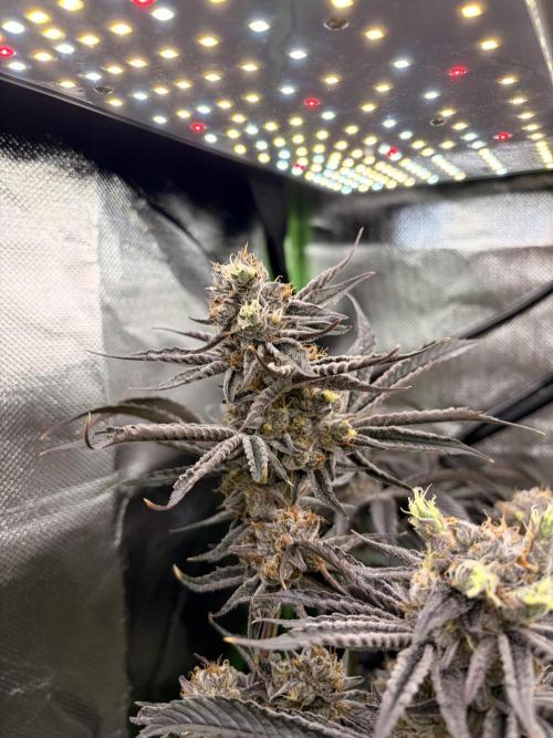 Rainbow Sherbet max out mini tent. Week 9