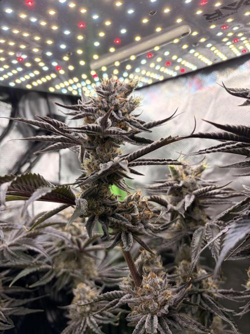 Rainbow Sherbet max out mini tent. Week 9