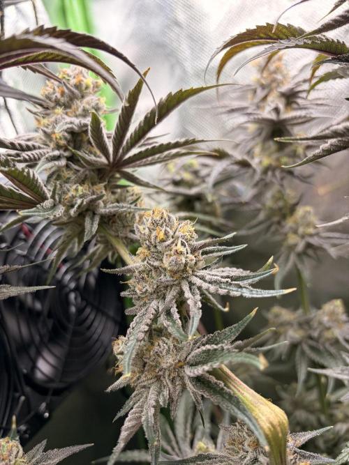 Rainbow Sherbet max out mini tent. Week 9
