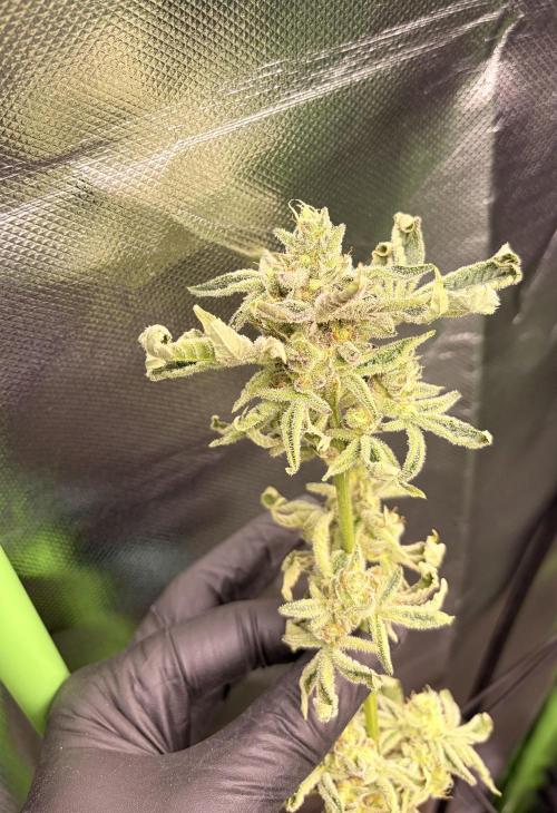 Rainbow Sherbet max out mini tent. Week 9 - Some Issues one part. 