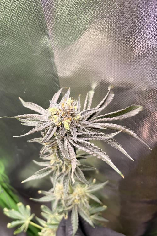 Rainbow Sherbet max out mini tent. Week 9