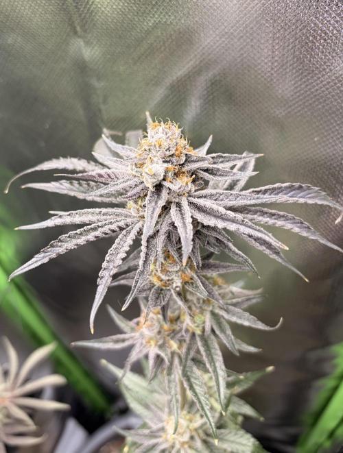 Rainbow Sherbet max out mini tent. Week 9