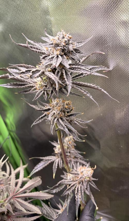 Rainbow Sherbet max out mini tent. Week 9