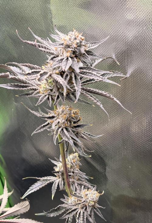 Rainbow Sherbet max out mini tent. Week 9