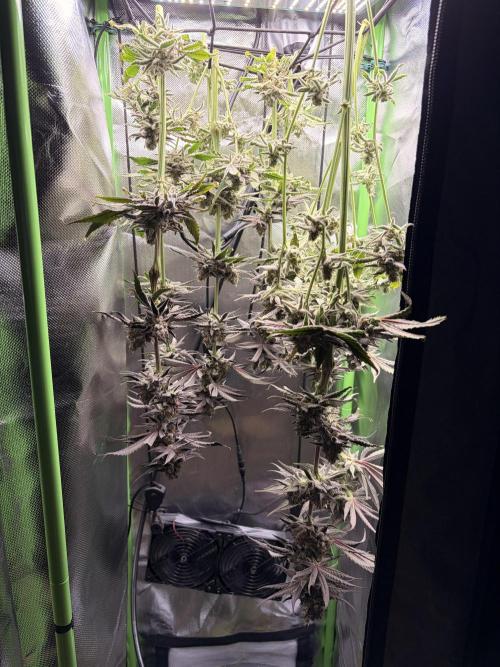 Grow Tent MyHomeGrow 40 x 40 x 160 cm. Week 9