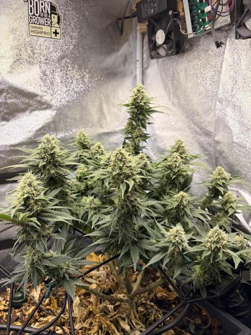 Lemon Haze Living Soil BioTabs. Week 6