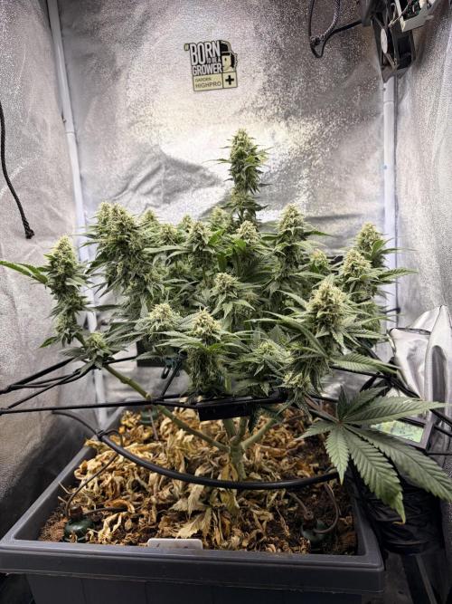 Lemon Haze Living Soil BioTabs. Week 6