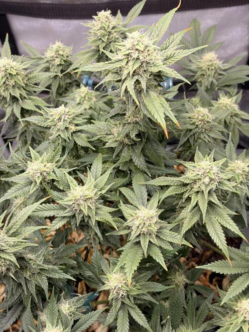 Lemon Haze Living Soil BioTabs. Week 6