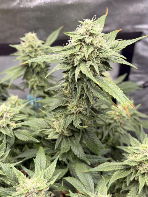 Lemon Haze Living Soil BioTabs. Week 6