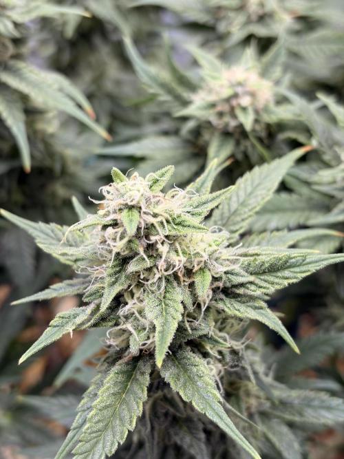 Lemon Haze Living Soil BioTabs. Week 6