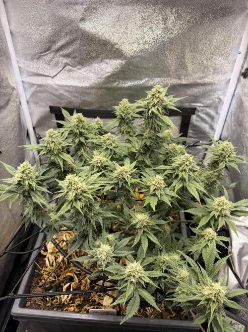 Lemon Haze Living Soil BioTabs. Week 6