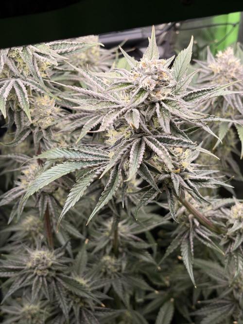 Rainbow Sherbet max out mini tent. Week 6