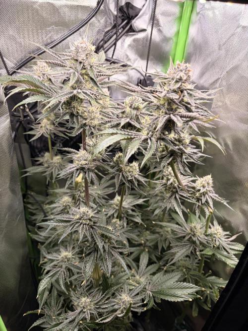 Grow Tent MyHomeGrow 40 x 40 x 160 cm. Week 6