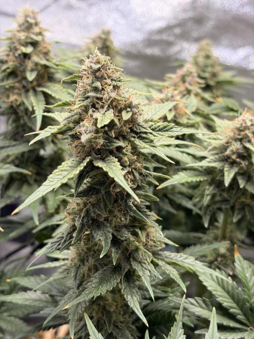 Lemon Haze Living Soil BioTabs. Week 7