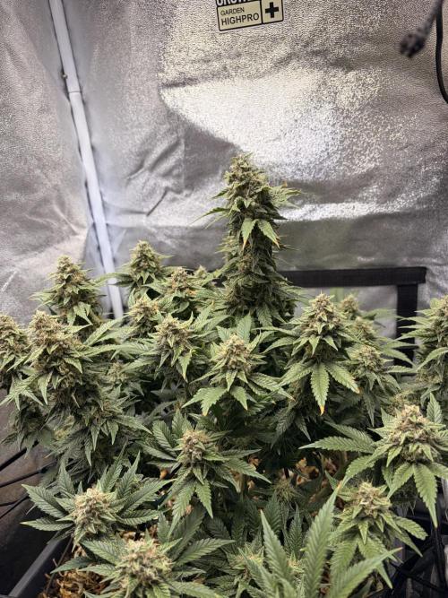 Lemon Haze Living Soil BioTabs. Week 7