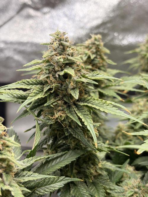 Lemon Haze Living Soil BioTabs. Week 7
