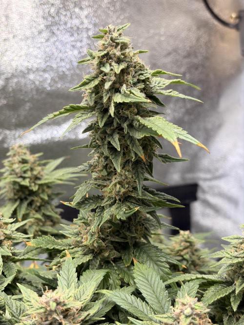Lemon Haze Living Soil BioTabs. Week 7