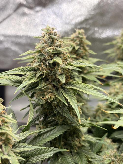 Lemon Haze Living Soil BioTabs. Week 7