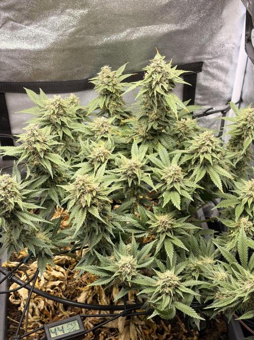 Lemon Haze Living Soil BioTabs. Week 7