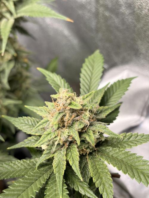 Lemon Haze Living Soil BioTabs. Week 7