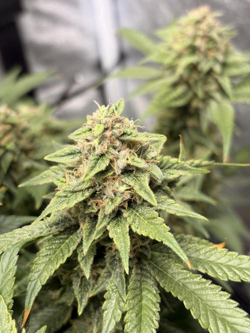 Lemon Haze Living Soil BioTabs. Week 7